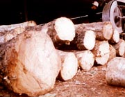 nhấp vo